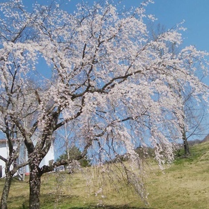 オンライン健康相談始めました。